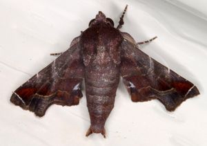 uploads/images/pest/mango shoot borer.jpeg